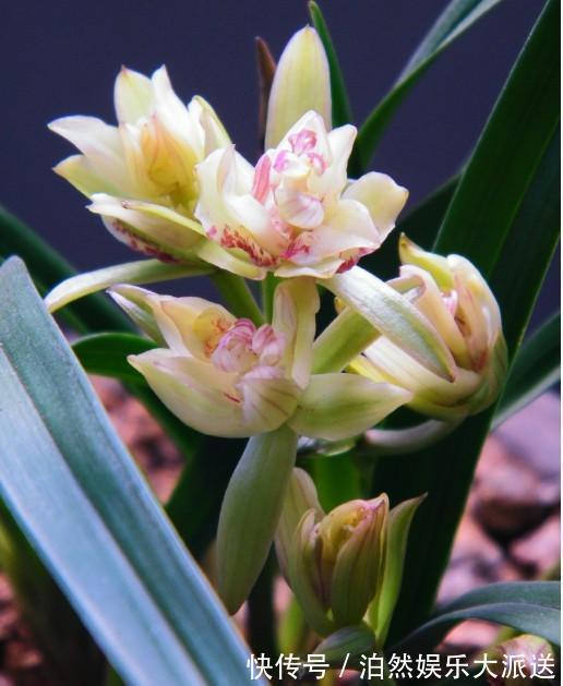 魁首|它是兰花的魁首,花型少见颜值高,曾经价格昂贵,现在走进百姓家
