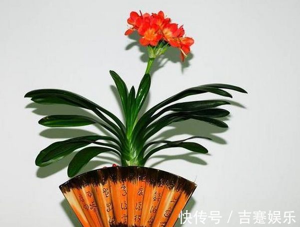 君子兰这样养,长得快、叶子绿、开花到爆盆!