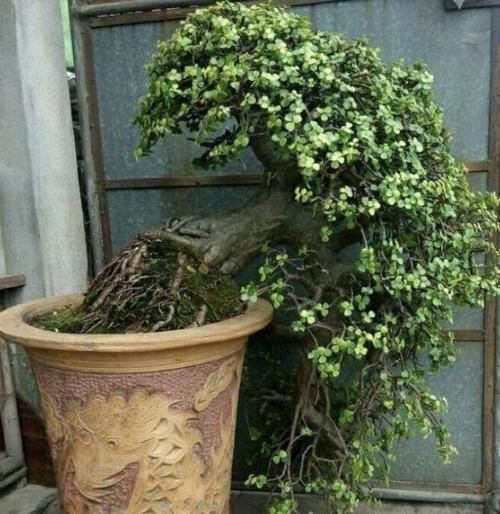 值钱又“镇宅”的2种树,适合养阳台上,摆放3年,比雀梅有价值