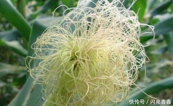 立秋后湿气重,用此物泡水,对身体有3个好处,让你排湿毒百病消