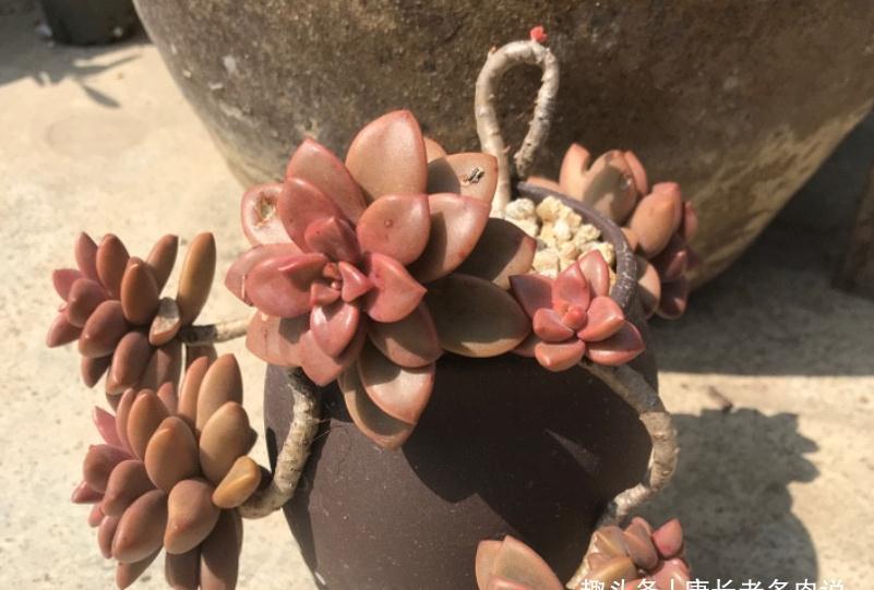 新手必入的8款多肉,如果把它们都养挂了,那说明你真的不够用心