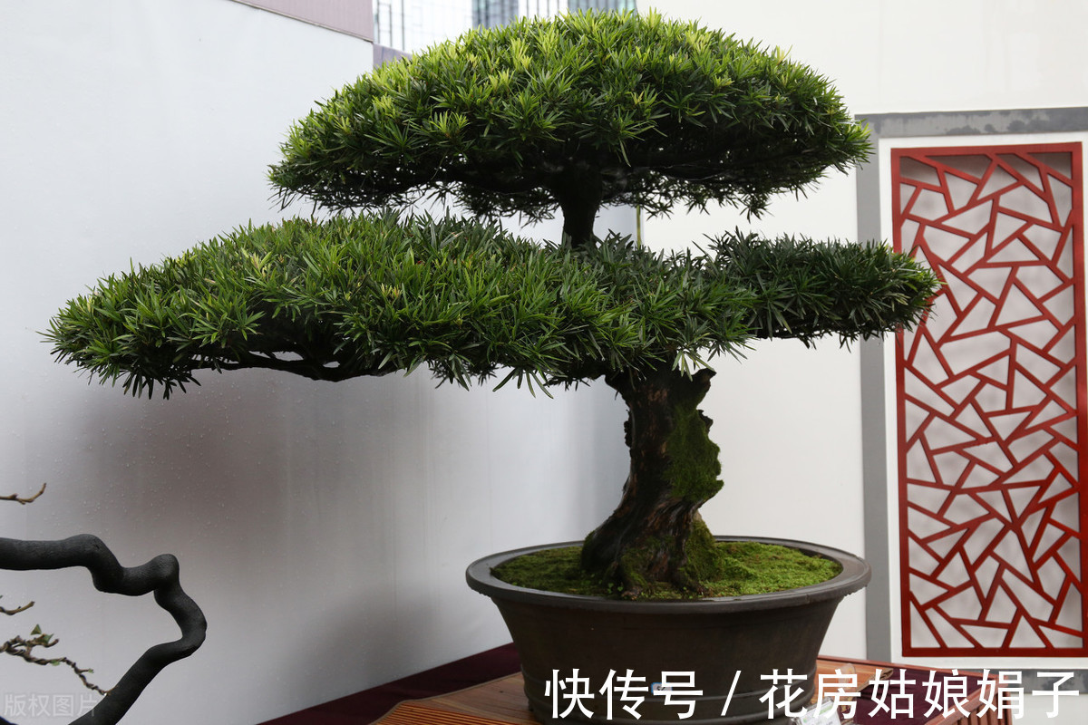 植物|别再为浇水发愁了,给你支招“10多10少”浇水法,比啥方法多管用