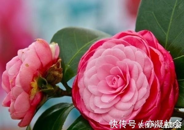 如何帮助茶花顺利越冬，这几个方面需要注意一下