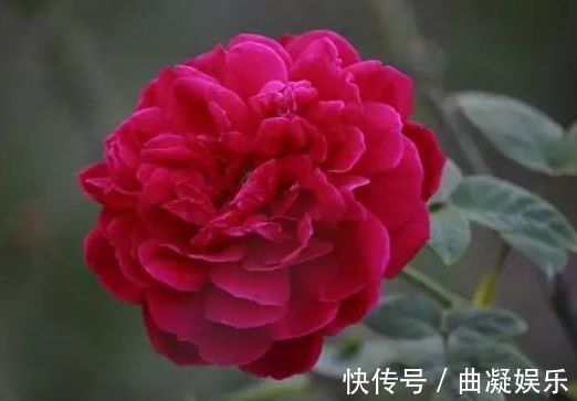 喜欢菊花，不如养盆“高档玫瑰”红苹果，花开似艳牡丹，美娇娘