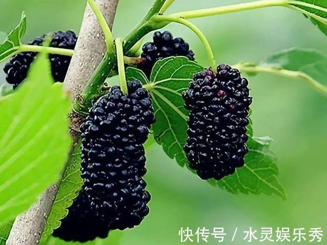 老人|老人和小孩,不缺钱应该多吃这3种“美食”,营养不输牛奶还便宜