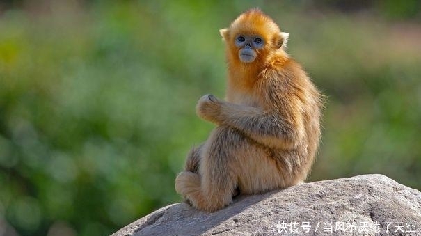 生肖猴 正义正直 没有任何的心机 最易上当 快人快语 全网搜