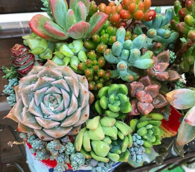 浇水|多肉一到夏天就死学会“5招”,安全度夏,叶片饱满,还爆盆了