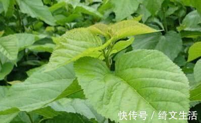 染发剂|白发变黑有妙招, 洗头时悄悄加点“它”, 黑头发慢慢长回来