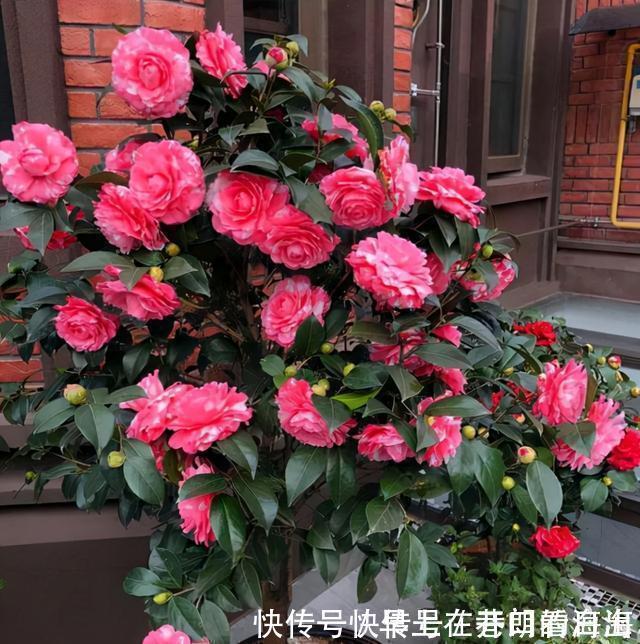 天冷|天冷了,15种漂亮花喜欢“大太阳”,多晒长得壮,花更多