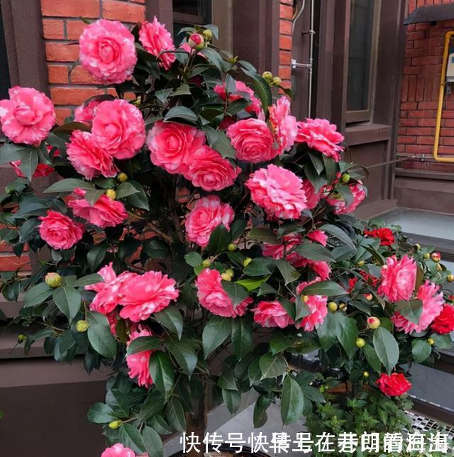 天冷|天冷了，15种漂亮花喜欢“大太阳”，多晒长得壮，花更多