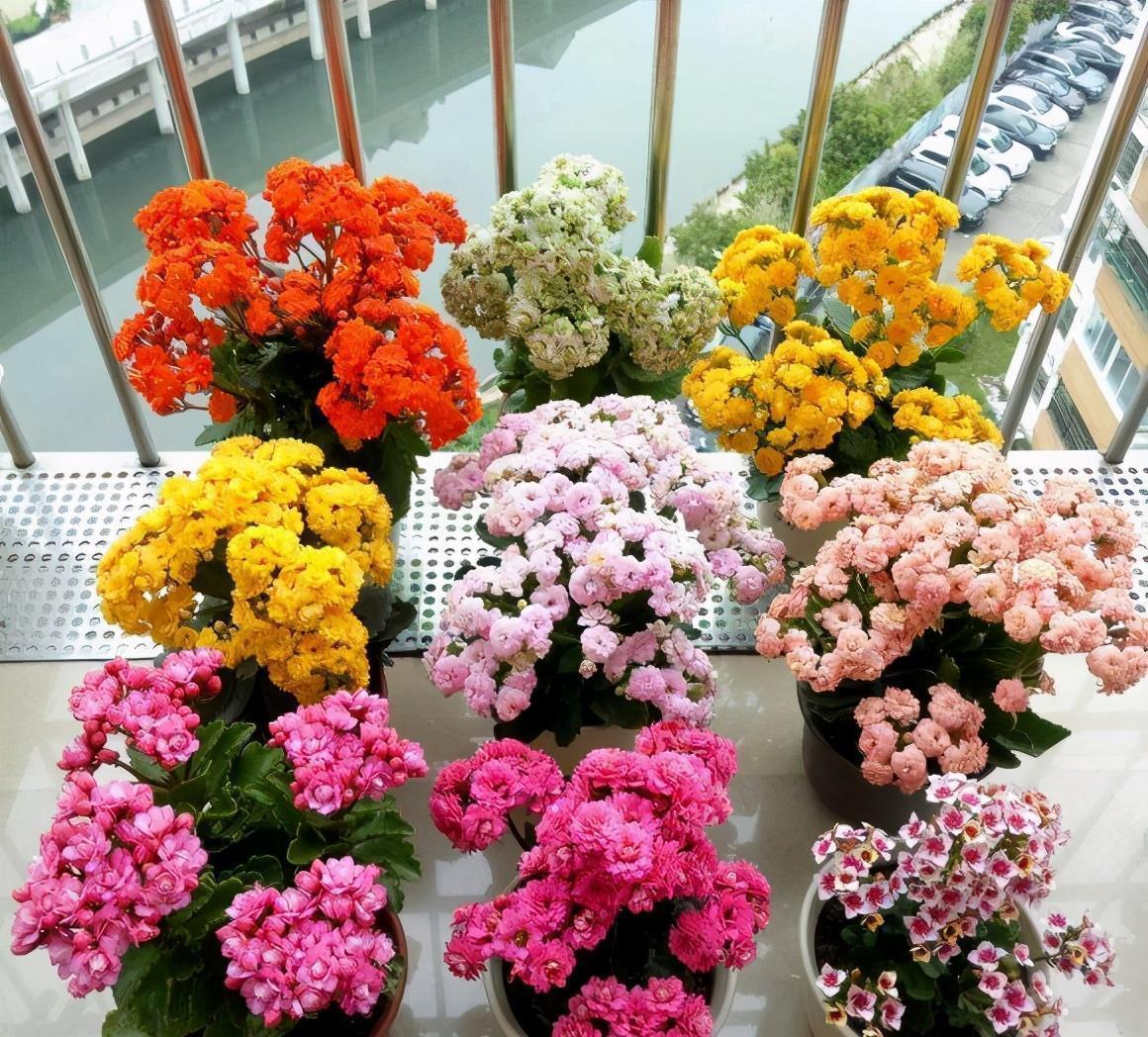 3种“仙气花”,寒冬腊月“照样开”,一盆开花上千朵,人见人爱