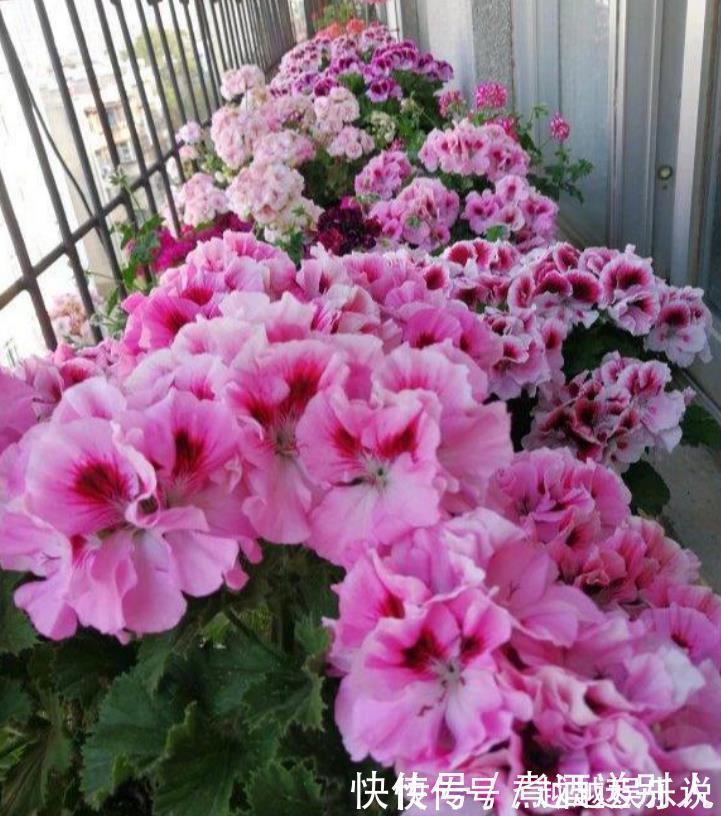 花期|4种香水花,开花漂亮、花期长,浇水就疯长,开花爆盆很容易