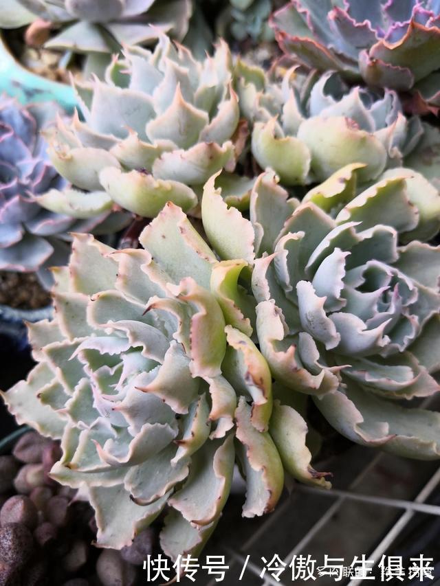 春天的包菜多肉有多美，梅雨季就有多像菜
