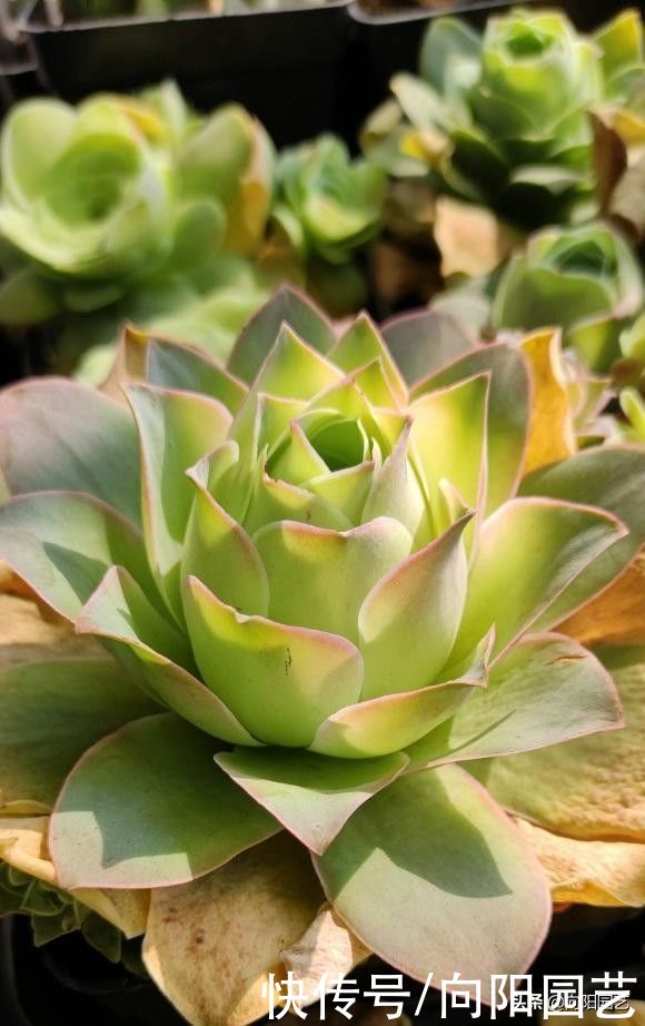 多肉“酒杯玫瑰”，高温必须断水，花土里有水，指定黑腐掉