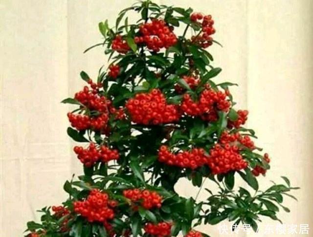 根系|火棘盆景如何采桩?怎样养护才能让它更美