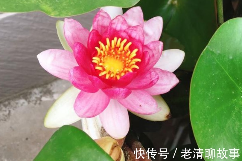 “4种花”超喜欢水,浇水越多长得越快,1个月就能长“爆盆”!