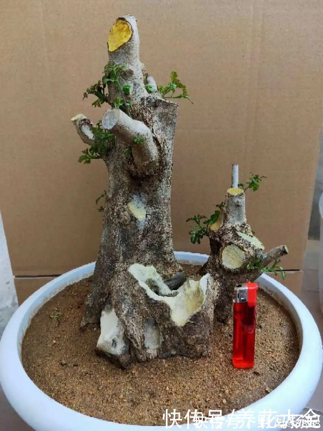 柴烧|农村当柴烧的花,原来可以当盆景,给一千块也不卖