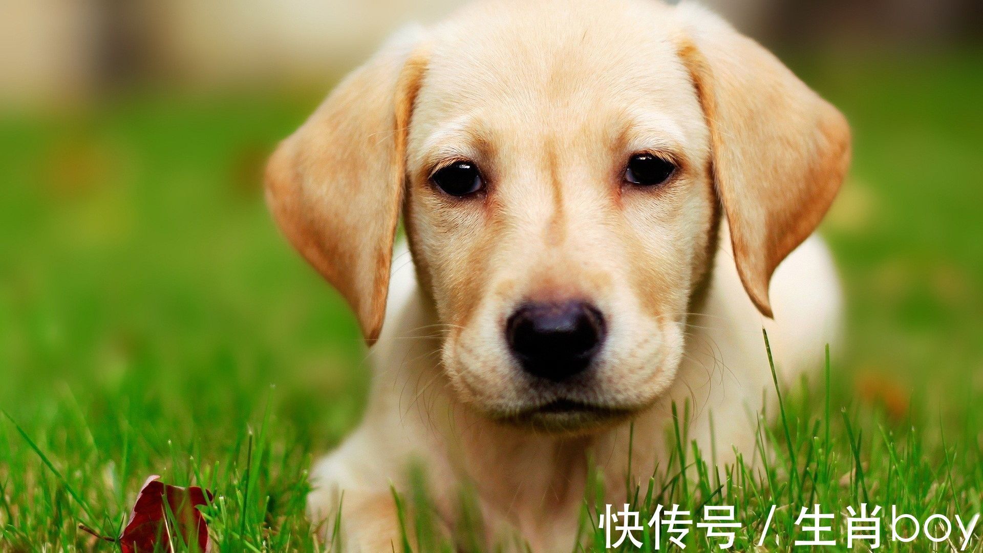 生肖|“贵人送事业,财神送财”!穷苦日子走到头,虎年变富人4个生肖