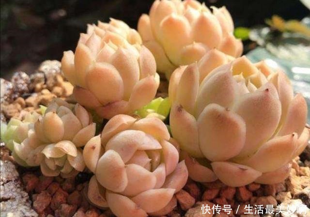 夏天养多肉,浇水是难题,掌握几个“小技巧”,安全度夏!