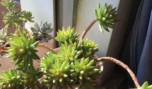 养了两年的千佛手，不长侧芽，直接砍了，结果爆了很多侧芽