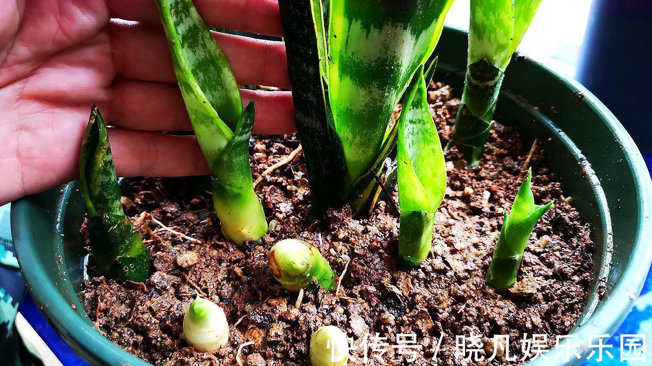 人养花,花养人,6种花越养越健康,养人又旺财