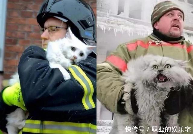 小动物|小动物们拟人化,变身美男子,颜值一个比一个高,忍不住脑补