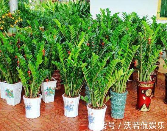 天竺葵|养这8种植物根本不用买,随便摘下一片叶子,插在土里就能活