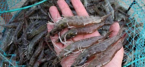 吃了几十年的虾，对虾、河虾、草虾和基围虾都有哪些区别呢？