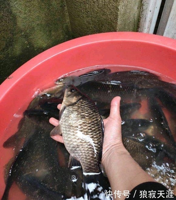 春节前后钓鱼攻略,过年菜指望得上,都说老家资源好看你钓多少