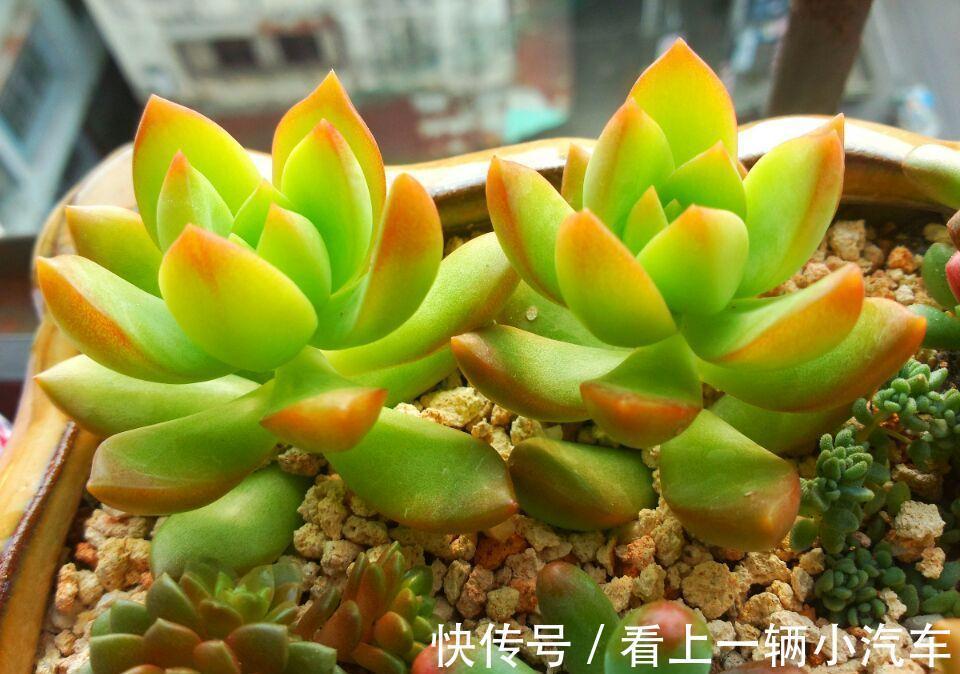 多肉中的“徒神”黄丽,冬季做好4点,也可以变身“宝石花”