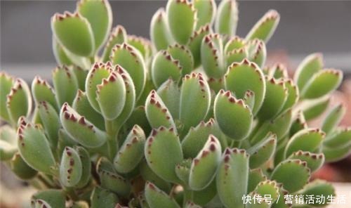 入春后熊童子要怎么养才能更呆萌可爱!