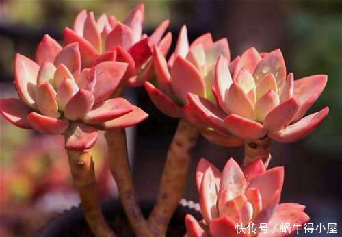 喜欢多肉怎能不叶插?趁着春天行动以来,一盆变多盆还有乐趣!