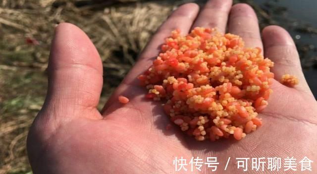 渔获|钓鱼打窝时，注意这3点，熟记5须知，钓好鱼不难