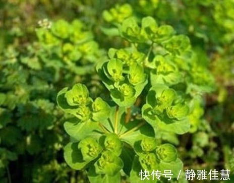 苯丙胺|长寿老人常吃的野菜，能清热解毒、降血脂、治小便不利，效果显著