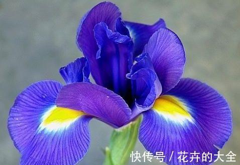 日轮花|从8月24日开始,家养此款花卉,随意养都爆盆,花开上千朵