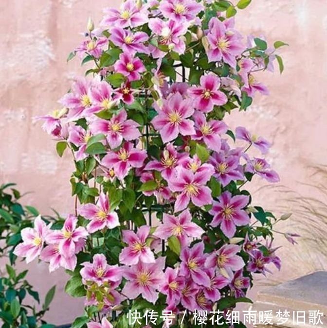 家中必养5种花,好养漂亮花期长,1个月不浇水,长得枝繁叶茂