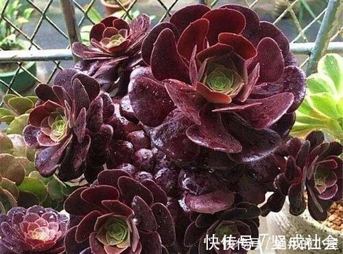 法师|5种大型多肉,小盆养长不好,大盆种长满盆,个头比脸大!