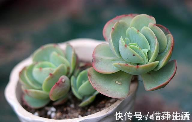 叶芯|夏季养多肉,“保命”是关键,做好4要点,轻松度过“生死劫”