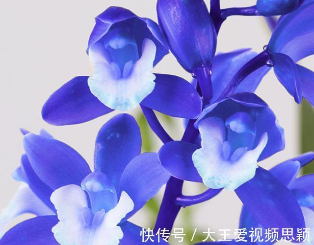 花友们|这种“蓝色”兰花,你见过吗建议大家阳台有空地,一定要养盆