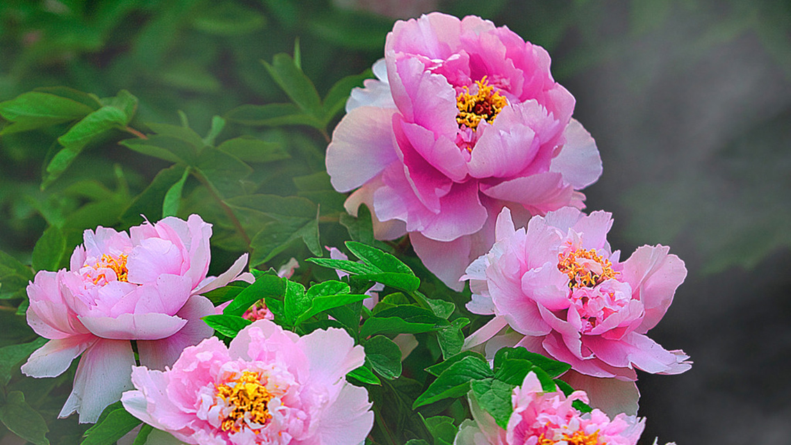 牡丹真国色&刘禹锡为了抒发壮志,写了一首诗赞扬牡丹,最后两句流传千古