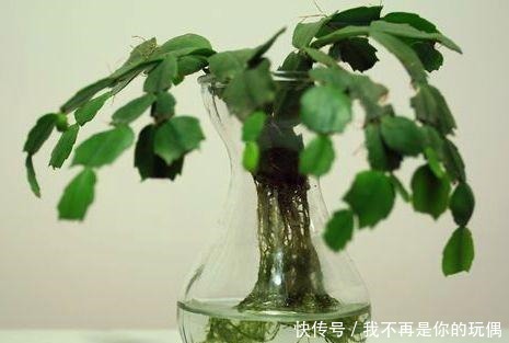 这“3种”植物在水中养,比在土壤生长“快几倍”,叶片更油绿!