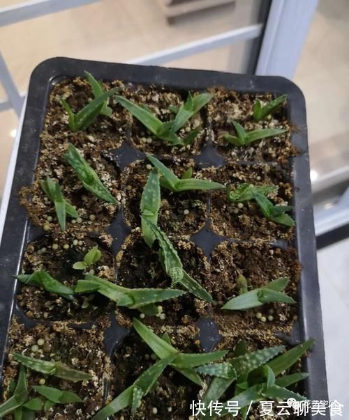 养花万能水,每月用2次,补水补养分,还不用施肥!