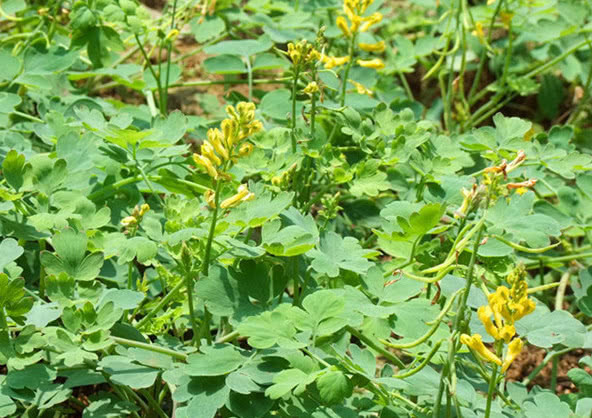 石生|一种野草它根部含有“黄金”,若遇见请保护好,目前能卖千元一斤