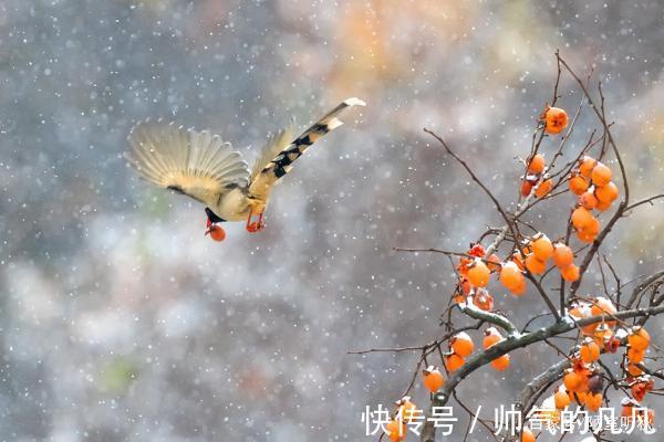 七律@律诗/七律《鸿鹊》