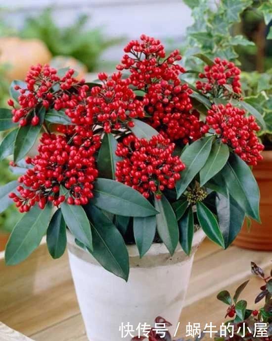 不同环境适合养的盆栽花卉，选合适自己的开花植物很重要