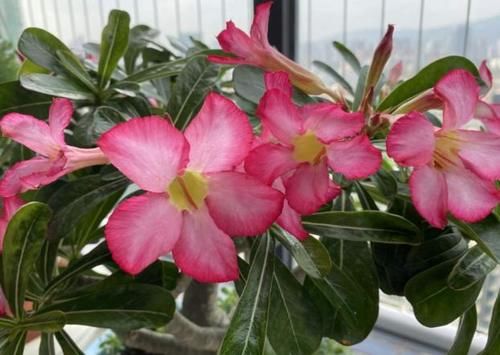 爱花养花，天冷打理就不能忽视这些因素，不然一盆不剩