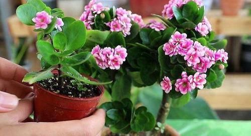 浇花|香蕉皮，作为天然有机肥，“酵一酵”养花，有这5大妙用