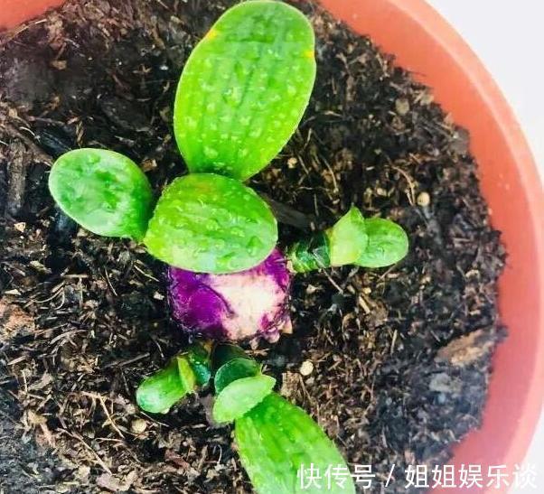 给盆栽花草浇水用它们，一分钱都不花，肥效比专业的强