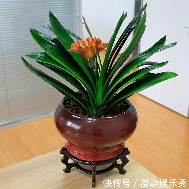 君子兰换土有讲究，选择这两个时间段换土，才能长得旺、开花美