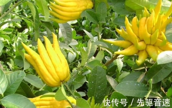 樱桃|1月是孩子生病的高发期,多吃3种好运果,寓意福气东来